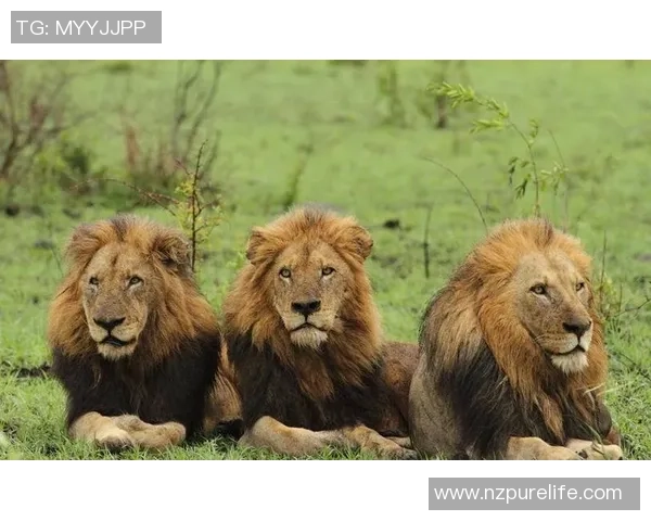 狮子化身绿茵巨星闪耀赛场引领球队书写辉煌传奇